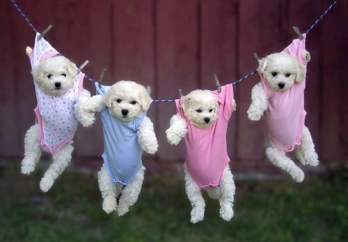 -emaleighgreen-:  Puppies!!! 