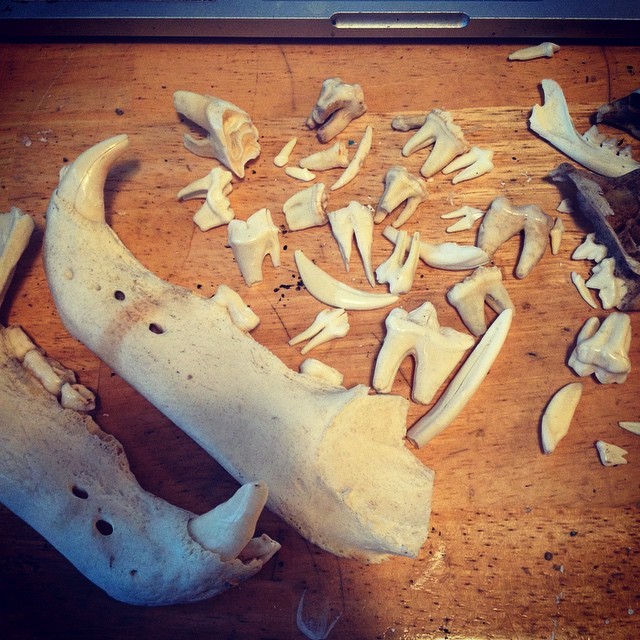 uponsorrowfuleyes:  Trevor is awesome and gave me all sorts of teeth for crafting.