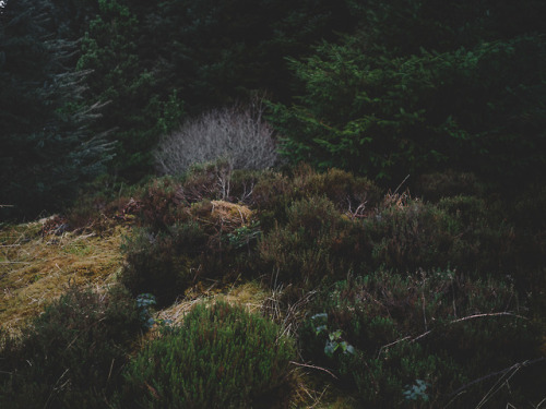 Winter woodland tones on the Isle of Eigg, Scotland