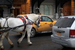 onegreenplanet:  What Happens to NYC Carriage