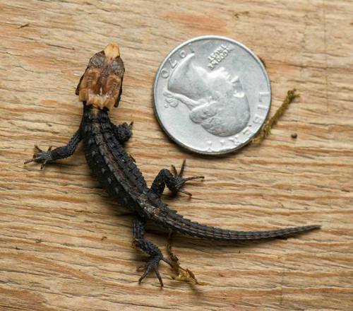 rhamphotheca:  Awesome Baby Skink Hatches at Fort Wayne Children’s Zoo The Fort Wayne Children’s Zoo welcomed a new addition on February 10 – a two-inch-long Crocodile Skink (Tribolonotus gracilis). It’s the first time this lizard species has
