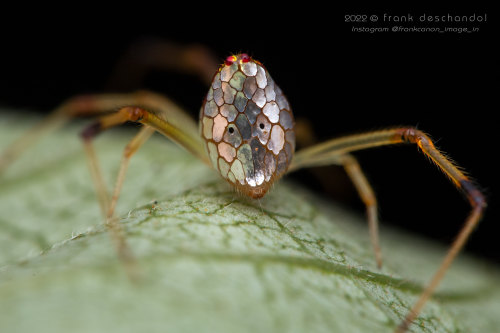 Mirror-ball Spider, Thwaitesia Pulcherrima, Theridiidae