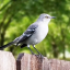 the-chatty-mockingbird