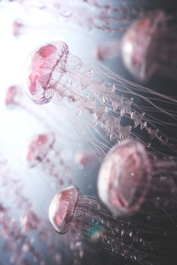 arbeaone:  lsleofskye:  Jellyfish Rise      