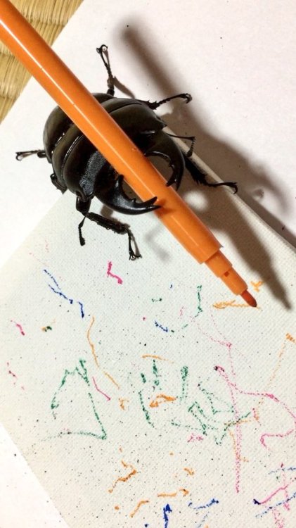 bonniegrrl:Stag beetle becomes art star on Twitter Spike the beetle loves to draw, proving artists c