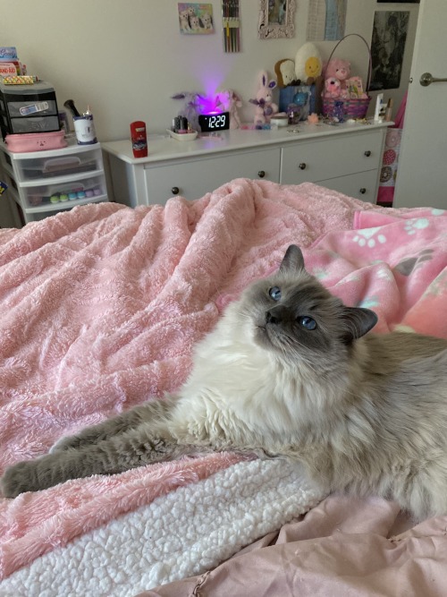 blue point ragdoll cat