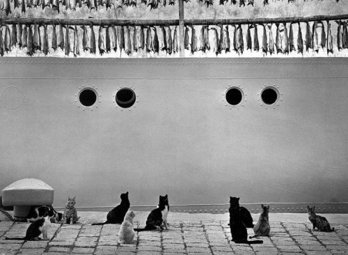 paolo-streito-1264: Pentti Sammallahti. Islanti, Iceland, 1980.