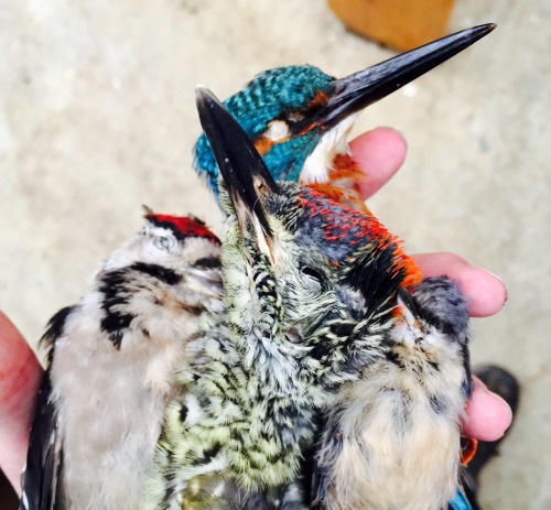 prettydeadstuff:Pointy beak brigade - k.ingfisher, great spotted w.oodpecker, n.uthatch, green w.ood