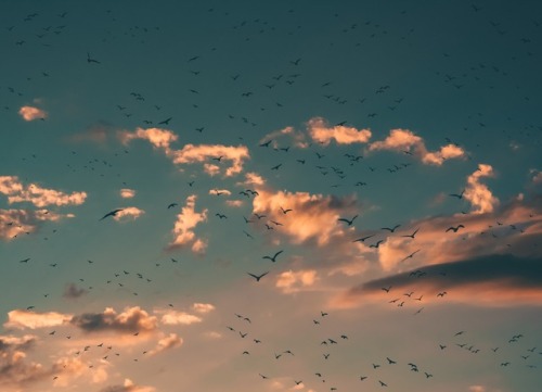 Uroš Jovičić (Serbia) - We are going to fly - higher than high!, 2017  Photography