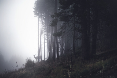 definitelydope: tell me about the forest (by RazorBrown)