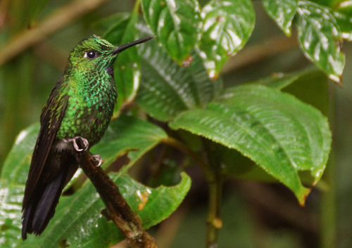 Monteverde. Costa Rica 2014. Hummingbird… near perfect camouflage.Monteverde. Costa Rica