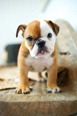 r2–d2:  Bulldog Puppy by (tsuno_tokyo)