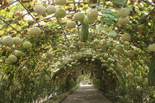 How would you like a gourd tunnel of your own? 