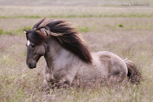 under-sea-or-under-earth:Epona