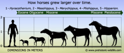 thepurpleglass:  followingponies:  prikle:  ssjgssjgoku:  everets:  this is so sad… look what evolution has done. why? why did horses have to get big  They are still growing  the first horse…….. was human  @paradise-estate : There you go!  A perfect