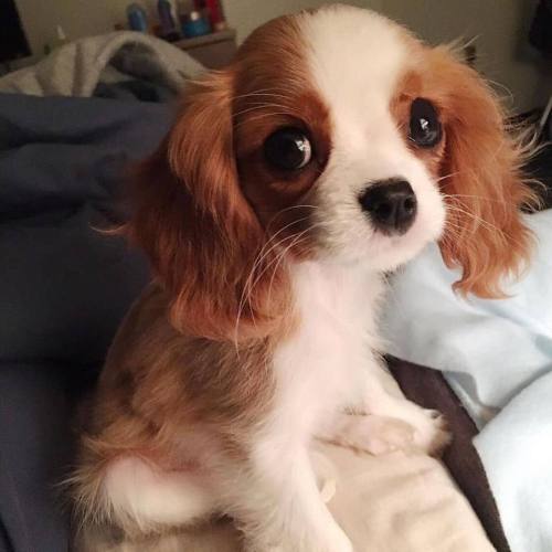 jaimistoryteller: ikemenprincessnaga: animals-addiction: This dog is beautiful THIS PUPPY LOOKS LIKE