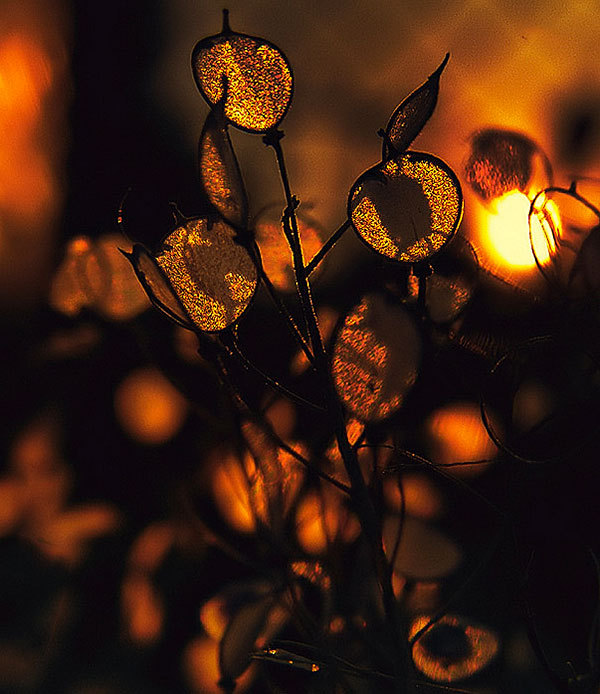 odditiesoflife:  Finding Gold in Nature  Beautiful macro photos by Emerald Wake with