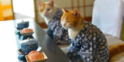 vaselinecats:  the-awesome-quotes:   Cats In Kimonos Are A Thing In Japan @bizarropurugly @coathangercat 