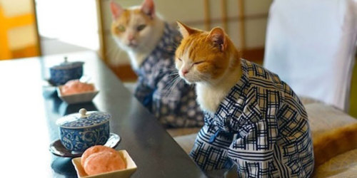 peachesatthedisco:tinyredbird:boredpanda:Cats In Kimonos Are A Thing In Japanthis is my lightthis is