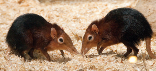 fantasticbeastsandhowtokeepthem: end0skeletal: Black and rufous elephant shrew (Rhynchocyon pet