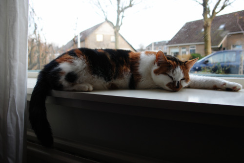 kelcipher: cat-government: the windowsill was extra fluffy today @mostlycatsmostly
