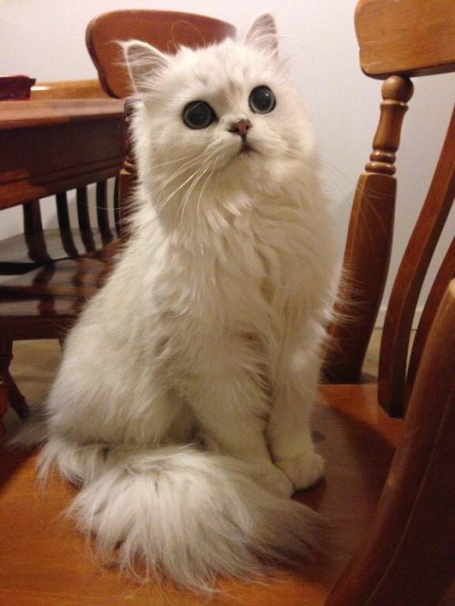 effervescentvibes:  animalsdancing:When your waiting for dinner like   good vibes here 