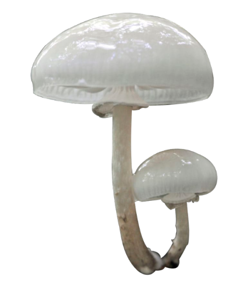 npcdeath:Fungi by Alison Pouliot
