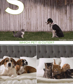 spookymixedgirl:  caribbeanheaux:  reallymang:  alxbngala:  Cats Vs. Dogs [X]  I’m the dog hiding under 2 pillows  im the cat the ran out of the police outfit  I’m the dog that knocked over its food 