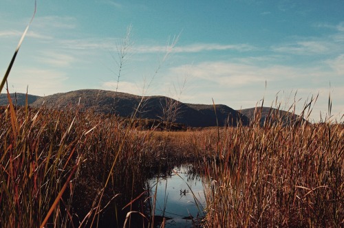 Constitution Marsh; Garrison, NY