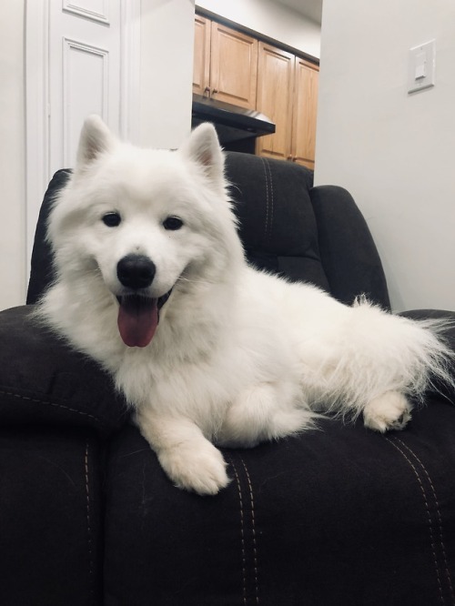 neothesamoyed:My beautiful puppo HEY! Btw, I have a blog all about my dog. Feel free to follow ❤