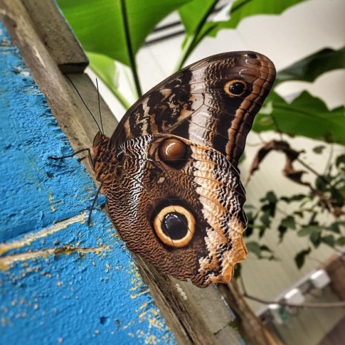 Butterfly Effect&hellip; #31st #oldyearsday #tropicalsurprise #caribean #happynewyear #butterfly