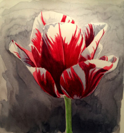 botanicality:  Title: ‘Carnival de Nice’ tulip from my friend’s allotment  Artist: @lizmattisonCategory: PaintingDivision: Seedling Please remember, the judging of each category will be based upon likes and reblogs.  Each active tumblr user may