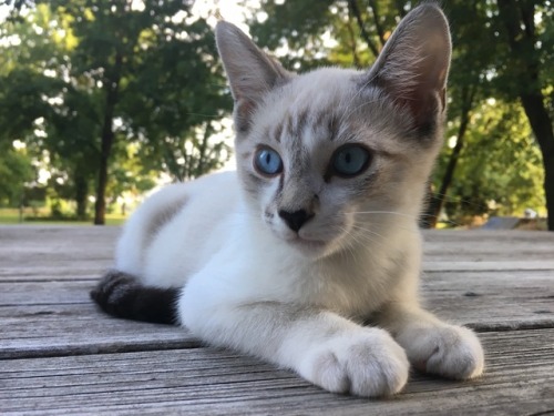 white cats