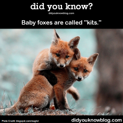did-you-kno:  Baby foxes are called “kits.” Source