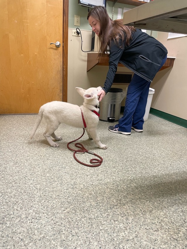 Sweet little Astrid had her first visit to the vet today, she was scared but the amazing staff did so well with her and I’m glad we chose this vet office! She’s just under 20lbs and growing fast! 