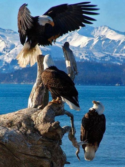 ☯ Tumblr Animals