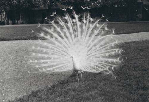 Mariken Wessels