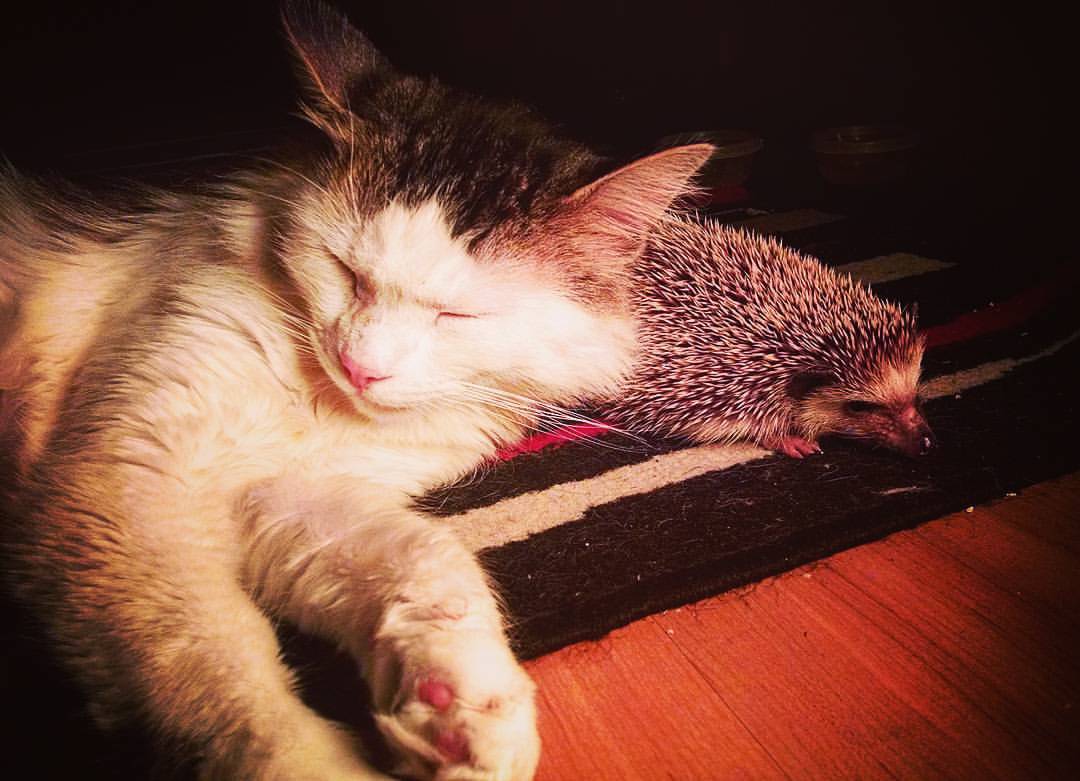 #hedgehog #cat #friends #cute #animal #BestBuddies #BestFriends