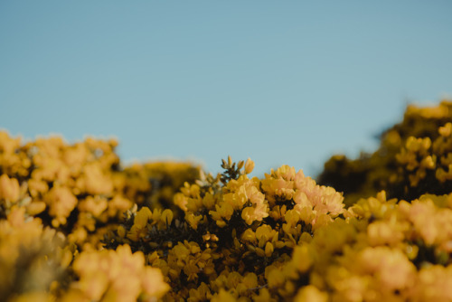 ponderation:Welsh Gorse by Lydia Harper        Photographer’s Website 