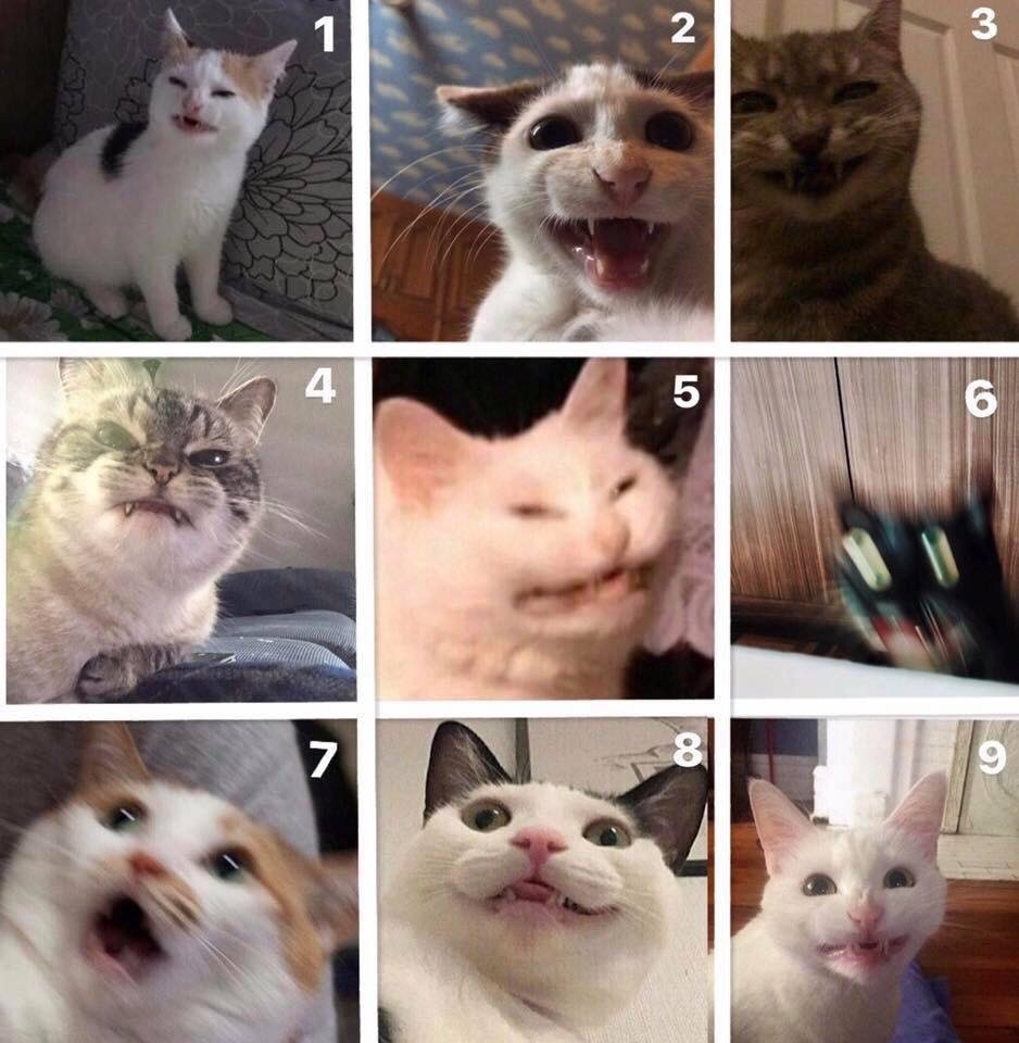 Dank Meme University Which Cat Are You Today
