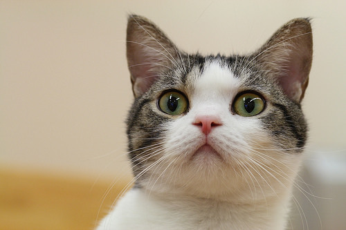 only-cats-photos:  cat by Teruhide Tomori http://ift.tt/1ypvmxj - Follow me http://ift.tt/Roy1qi 