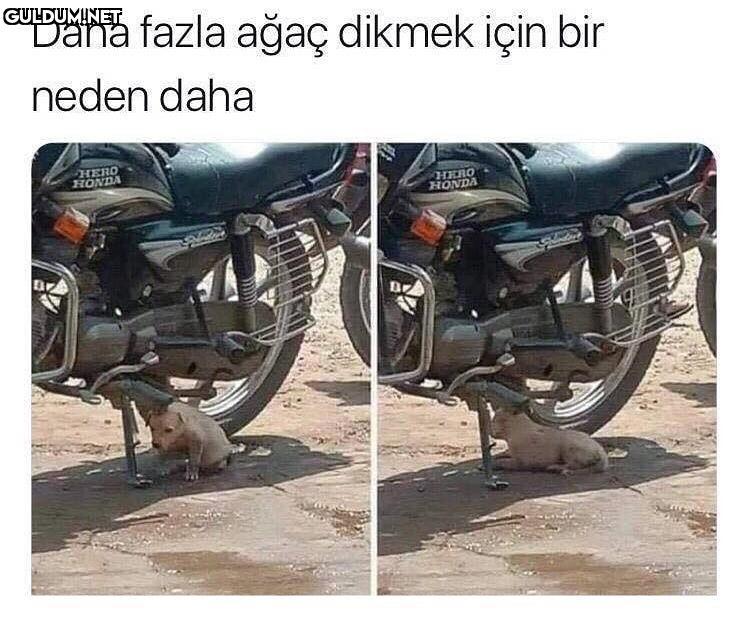 Daha fazla ağaç dikmek...