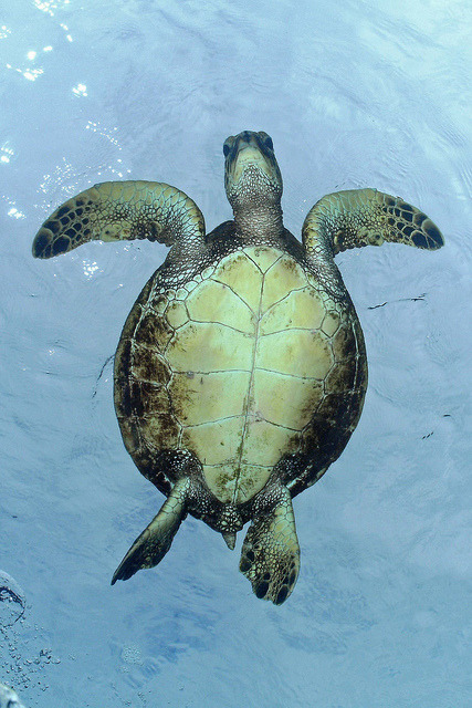 aquatic-heaven:hover by BarryFackler on Flickr.