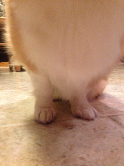 einthecorgum:  documenting corg’s glorious fur ruff 