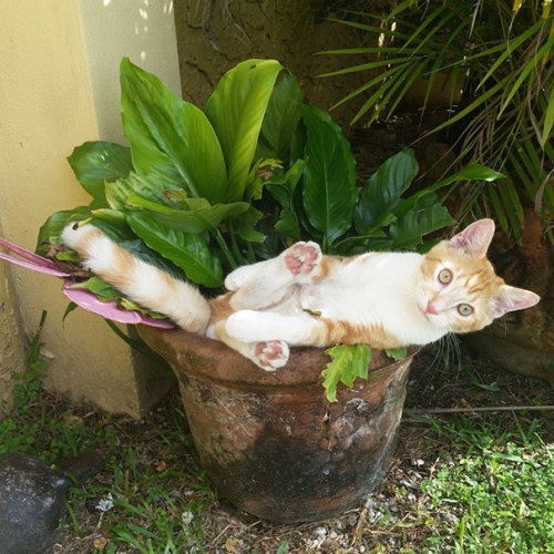 demisexualbethanyhawke:  the-void-princess:  archiemcphee:  Cats are sleepy zen masters who can curl up for a snooze just about anywhere. One of their favorite cozy napping spots is the flower pot, no matter what its size. Bored Panda assembled a vast