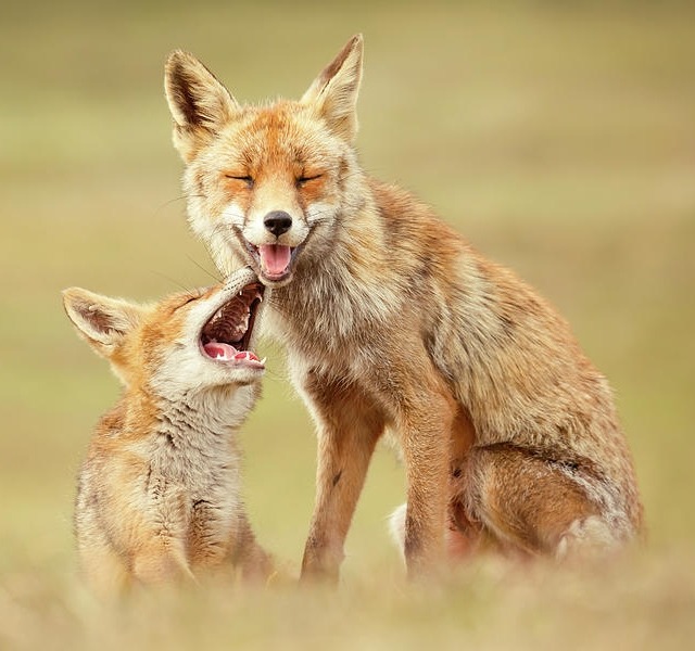 beautiful-wildlife:Smiling Foxes On World Smile Day by © Roeselien Raimond