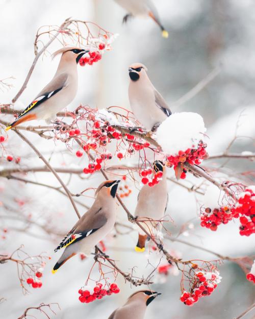 cuteness–overload: Flock of waxwings feeding on rowan berries Source: bit.ly/2rR3E7y