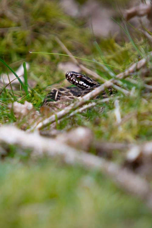 Adder (Vipera Berus)The UK’s only venomous snake