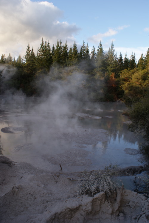 angelatyla:Thermal mud poolsRotorua, New Zealand