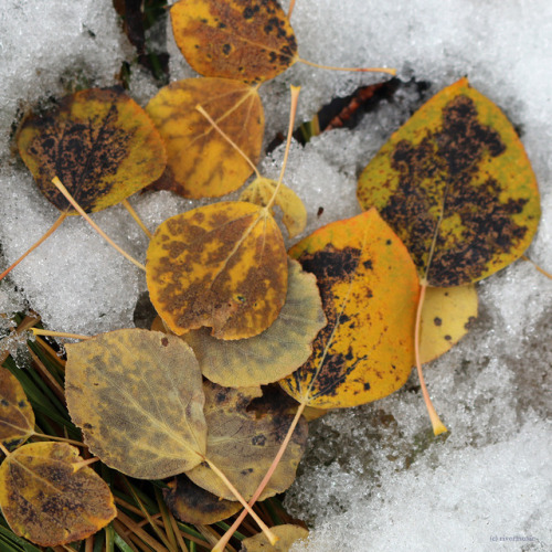 Time to Rest: Quaking aspen leaves on fresh snowfall, Grand Teton National Park, Wyomingby riverwind